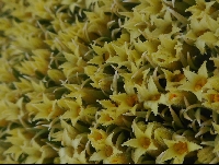 Benthamiella gramnifolia